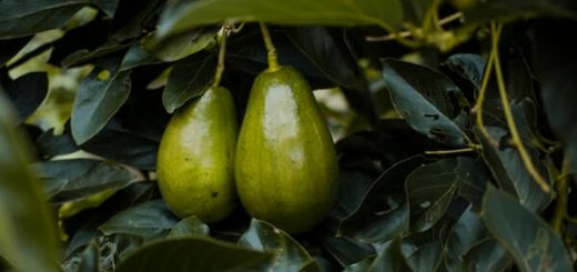Avocado Farming