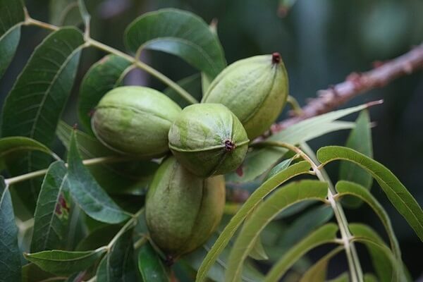 Pecan nut farming tree