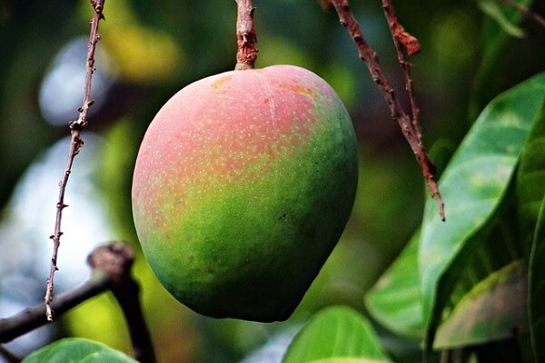 Mango Farming - Featured