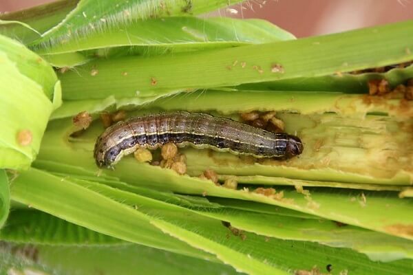 What you need to know about the Fall Armyworm | AgriMag Blog