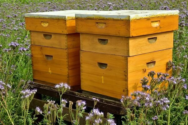 Beekeeping - Beehive - AgriMag