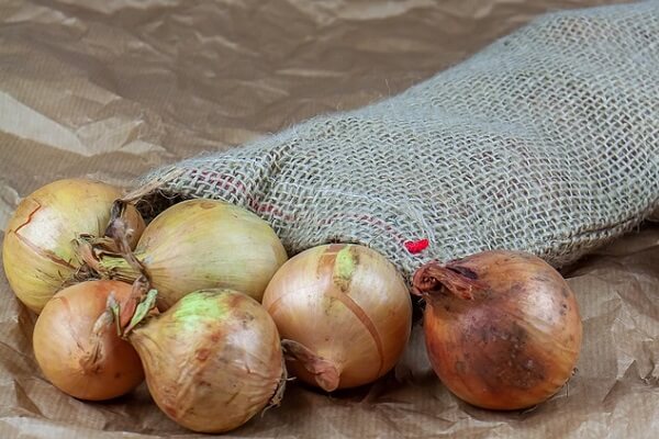 Onion Farming - AgriMag
