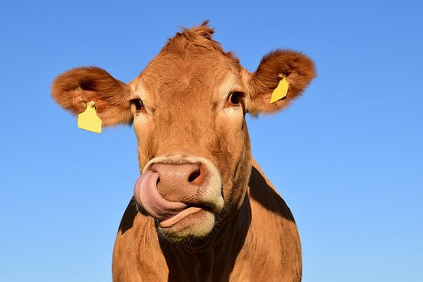 Farming - Cattle - AgriMag