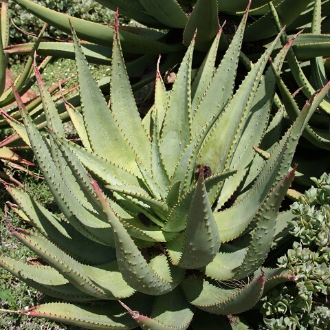 Aloe - Aloe Ferox - AgriMag