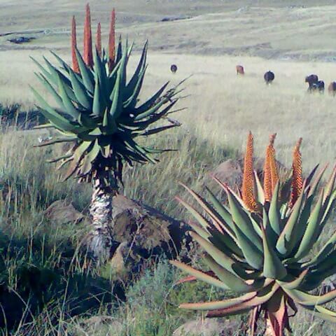 Aloe - Cape Aloe - AgriMag