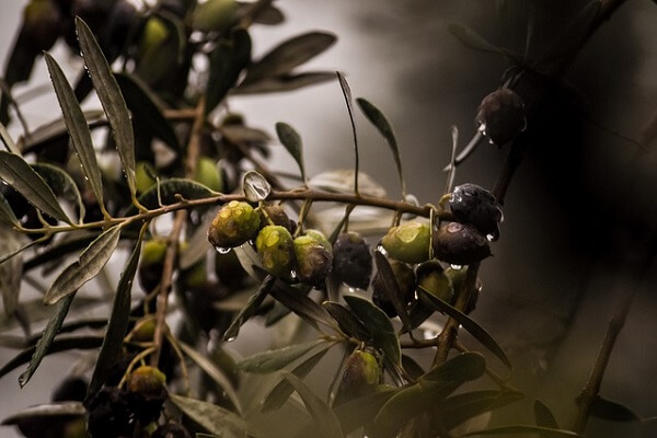 Olive Farming - Featured - AgriMag