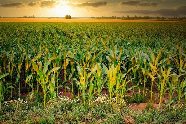 Diplodia maize rot - Featured - AgriMag